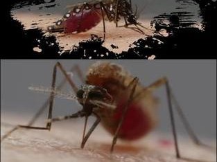 蚊子如何吸取牛的血液？（探索蚊子吸食牛血的机制及其意义）