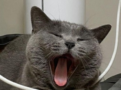 猫和电脑连接651错误的解决方案（解决651错误，使猫与电脑连接顺畅）